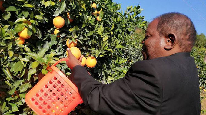 A man harvests oranges at a plantation recently