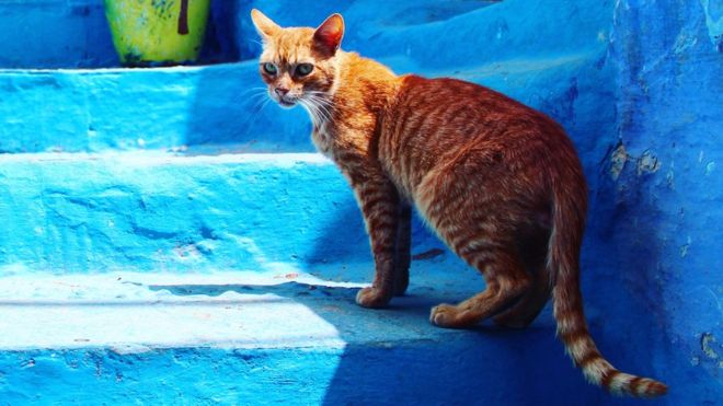 A cat in Morocco (file picture)