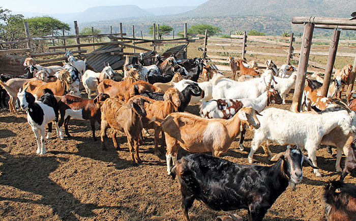 File picture of goats (Picture by FarmersWeekly.co.za)
