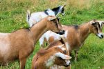 Drama as stolen goat gets ‘stuck’ on thief’s back GOATS