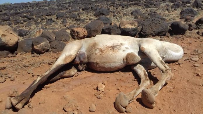 Some of the camels that died had just calved and the community fears the newborns will now starve