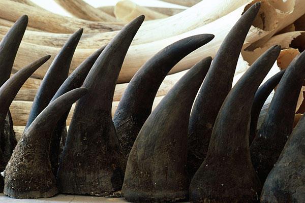 Rhino horn pieces