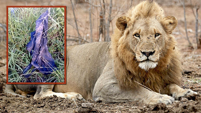 Poacher killed by elephant then eaten by lions in Kruger National Park