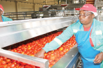 Schweppes’ tomato business teetering Workers at Best Fruits’ tomato plant in Norton
