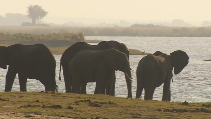 How would re-introducing elephant hunting affect communities and the economy in Botswana?