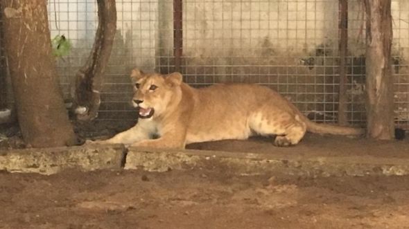 The lion was removed from a residential building on Monday