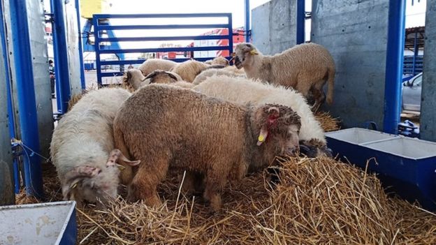 A small number of sheep have been rescued from the capsized ship