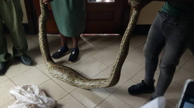 The six-metre long python which was being kept by a sex worker at a lodge in Mutare for alleged use in black magic endeavors was brought to the Mutare Magistrates Courts as an exhibit.