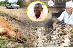 Farmer loses 45 beasts, 15 596 cattle succumb to drought in Mat South Mrs Emily Moyo, wife of Stephen Moyo who lost 45 beasts, shows biltong which they salvaged from slaughtering some of their cattle that were facing imminent death in Filabusi