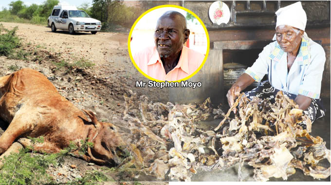 Mrs Emily Moyo, wife of Stephen Moyo who lost 45 beasts, shows biltong which they salvaged from slaughtering some of their cattle that were facing imminent death in Filabusi