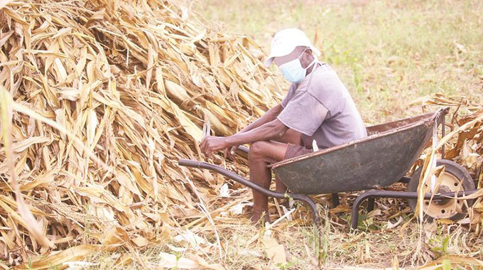 Mhondoro villager Mr Christopher Chitemere, who tested positive for Covid-19 and is in self-isolation, insists he is not sick. Here, he harvests maize at his homestead yesterday