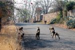 Baboons unleash 13-year reign of terror A troop of baboons struts along Pierce Avenue in Gwanda in this file photo