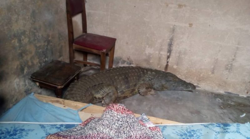 A large crocodile was found in the house of a late school head in Zananda Village