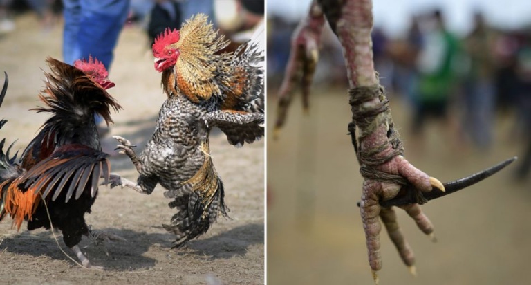 Rooster fitted with knife for cockfighting kills its owner by slashing his groin as it tries to escape