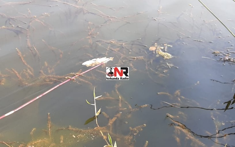 Millions of marine life perish in suspected poisoning of Fern Valley Dam