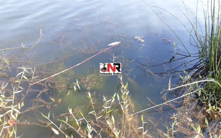 Millions of marine life perish in suspected poisoning of Fern Valley Dam