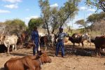 Cyanide poisoning kills 23 cattle in Mhangura, nearby gold mining blamed File picture of police seen here with cattle (Picture by Masvingo Mirror)