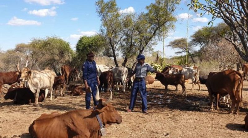 File picture of police seen here with cattle (Picture by Masvingo Mirror)