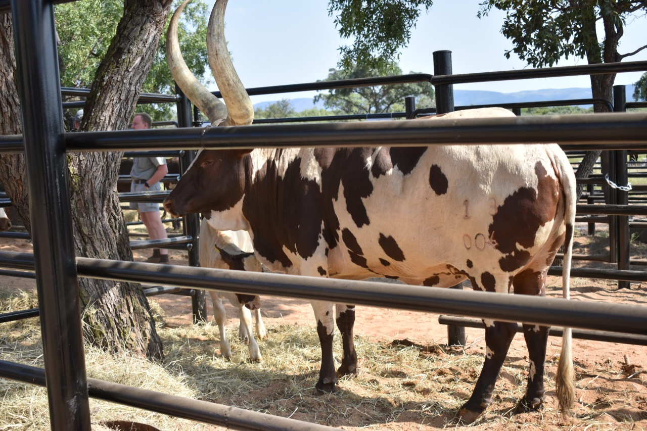 The top-selling lot was a 3-in-1 female (a pregnant cow with a calf at foot), which was sold for R1.8m to Zimbabwean cattle breeder Collen Tafireyi from Sinyo Boran & Ankole. (Picture via X - @zenzele)