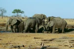Zimbabwe and Namibia’s elephant cull threatens US$433m tourism industry Herd of elephants in the Hwange National Park in Zimbabwe, 12 June 2009 (Picture via Jürgen Kehrberger, CC BY-SA 3.0 , via Wikimedia Commons)
