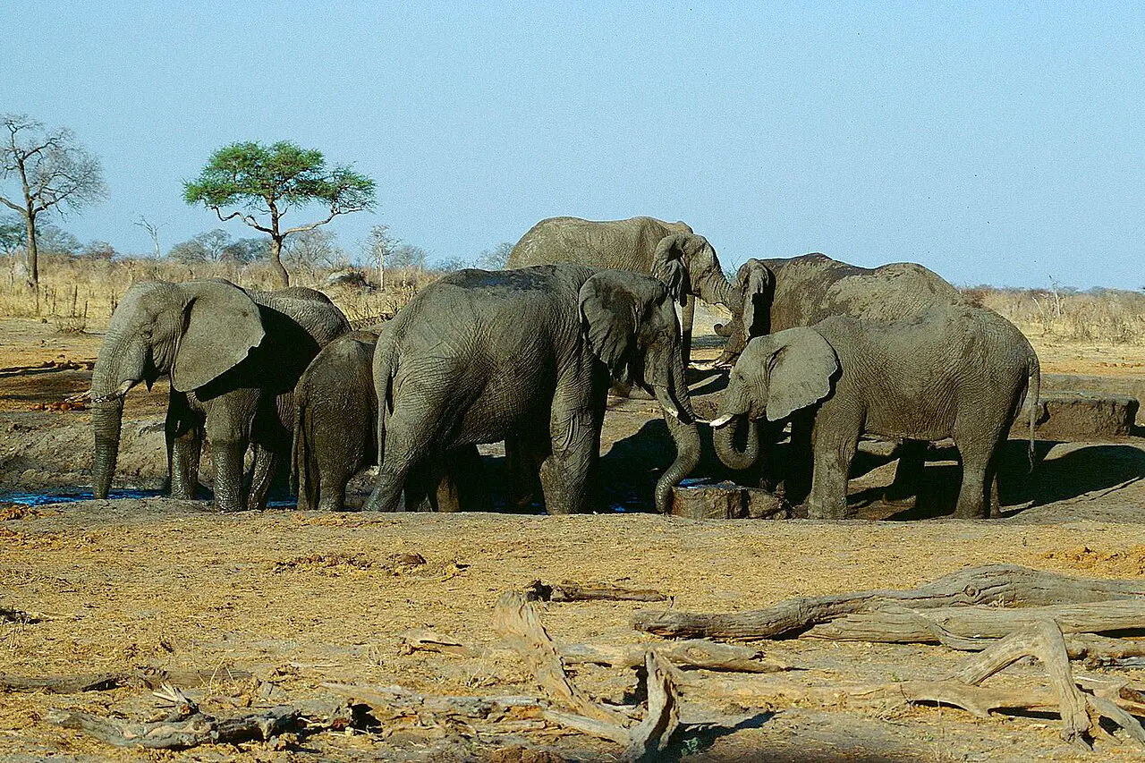 Herd of elephants in the Hwange National Park in Zimbabwe, 12 June 2009 (Picture via Jürgen Kehrberger, CC BY-SA 3.0 , via Wikimedia Commons)